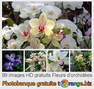 Banque d'images tOrange offre des photos libres de la section:  fleurs-dorchidées