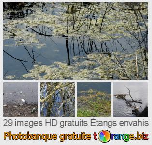 Banque d'images tOrange offre des photos libres de la section:  étangs-envahis