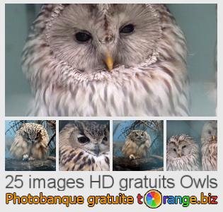 Banque d'images tOrange offre des photos libres de la section:  owls