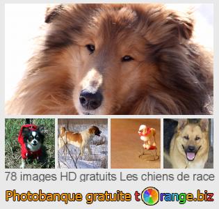Banque d'images tOrange offre des photos libres de la section:  les-chiens-de-race