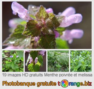 Banque d'images tOrange offre des photos libres de la section:  menthe-poivrée-et-melissa