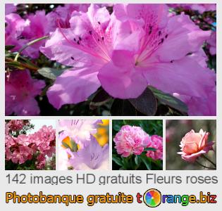 Banque d'images tOrange offre des photos libres de la section:  fleurs-roses