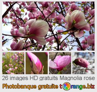 Banque d'images tOrange offre des photos libres de la section:  magnolia-rose