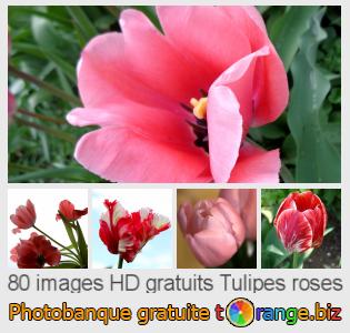 Banque d'images tOrange offre des photos libres de la section:  tulipes-roses