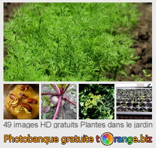 Banque d'images tOrange offre des photos libres de la section:  plantes-dans-le-jardin