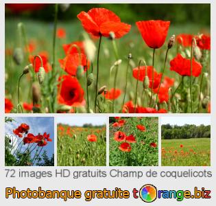 Banque d'images tOrange offre des photos libres de la section:  champ-de-coquelicots