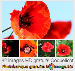 Banque d'images tOrange offre des photos libres de la section:  coquelicot