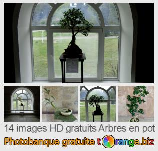 Banque d'images tOrange offre des photos libres de la section:  arbres-en-pot