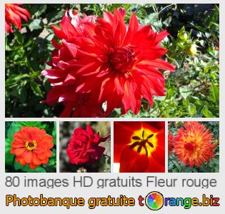 Banque d'images tOrange offre des photos libres de la section:  fleur-rouge