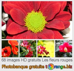 Banque d'images tOrange offre des photos libres de la section:  les-fleurs-rouges