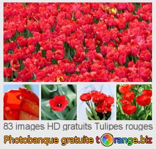 Banque d'images tOrange offre des photos libres de la section:  tulipes-rouges