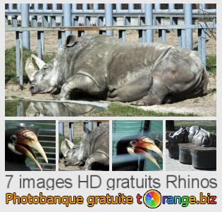 Banque d'images tOrange offre des photos libres de la section:  rhinos