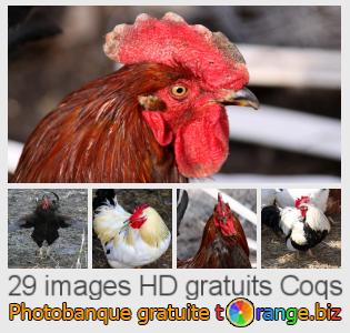 Banque d'images tOrange offre des photos libres de la section:  coqs