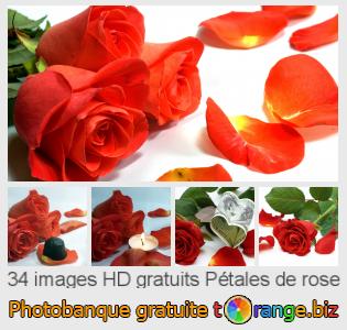 Banque d'images tOrange offre des photos libres de la section:  pétales-de-rose