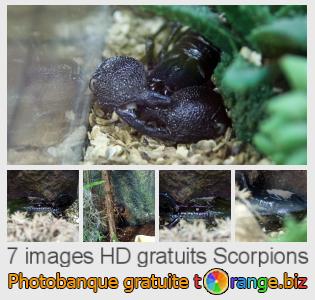 Banque d'images tOrange offre des photos libres de la section:  scorpions