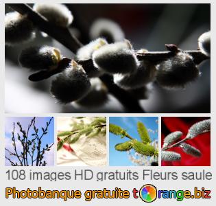 Banque d'images tOrange offre des photos libres de la section:  fleurs-saule