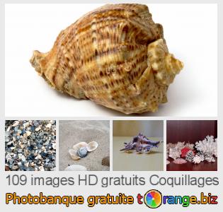 Banque d'images tOrange offre des photos libres de la section:  coquillages