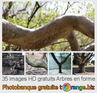 Banque d'images tOrange offre des photos libres de la section:  arbres-en-forme