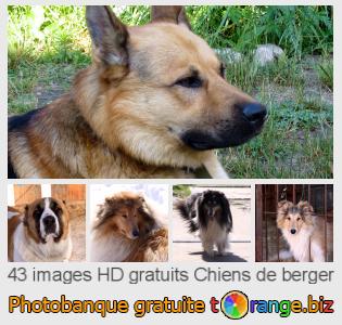 Banque d'images tOrange offre des photos libres de la section:  chiens-de-berger