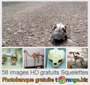 Banque d'images tOrange offre des photos libres de la section:  squelettes