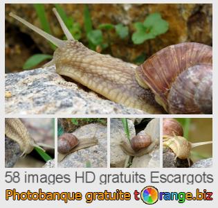 Banque d'images tOrange offre des photos libres de la section:  escargots