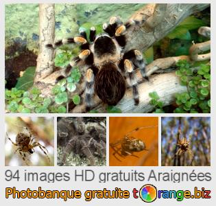 Banque d'images tOrange offre des photos libres de la section:  araignées