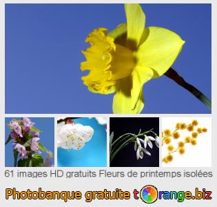 Banque d'images tOrange offre des photos libres de la section:  fleurs-de-printemps-isolées