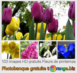 Banque d'images tOrange offre des photos libres de la section:  fleurs-de-printemps