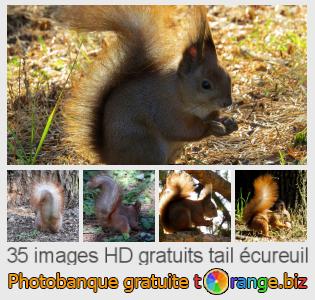 Banque d'images tOrange offre des photos libres de la section:  tail-écureuil