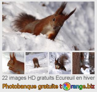 Banque d'images tOrange offre des photos libres de la section:  écureuil-en-hiver