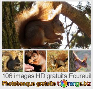 Banque d'images tOrange offre des photos libres de la section:  écureuil