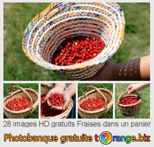Banque d'images tOrange offre des photos libres de la section:  fraises-dans-un-panier