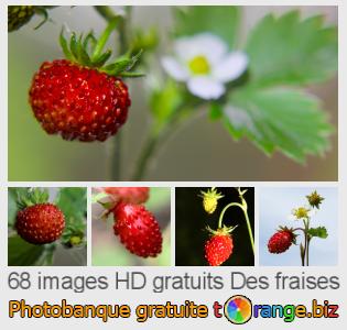 Banque d'images tOrange offre des photos libres de la section:  des-fraises