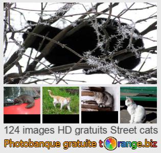 Banque d'images tOrange offre des photos libres de la section:  chats-rue