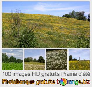 Banque d'images tOrange offre des photos libres de la section:  prairie-dété