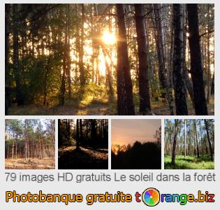 Banque d'images tOrange offre des photos libres de la section:  le-soleil-dans-la-forêt