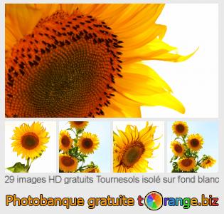 Banque d'images tOrange offre des photos libres de la section:  tournesols-isolé-sur-fond-blanc