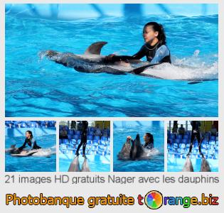 Banque d'images tOrange offre des photos libres de la section:  nager-avec-les-dauphins