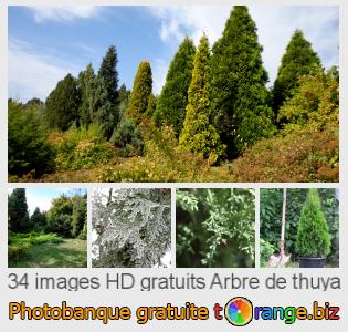 Banque d'images tOrange offre des photos libres de la section:  arbre-de-thuya