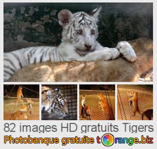 Banque d'images tOrange offre des photos libres de la section:  tigers