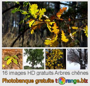 Banque d'images tOrange offre des photos libres de la section:  arbres-chênes