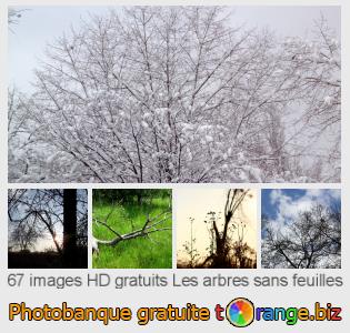 Banque d'images tOrange offre des photos libres de la section:  les-arbres-sans-feuilles