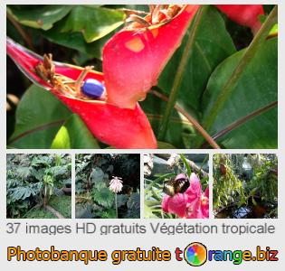 Banque d'images tOrange offre des photos libres de la section:  végétation-tropicale
