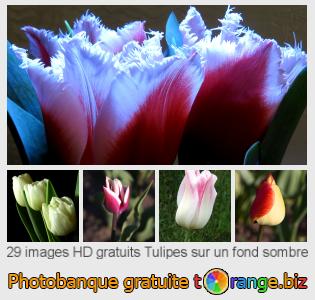 Banque d'images tOrange offre des photos libres de la section:  tulipes-sur-un-fond-sombre