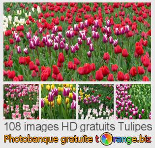 Banque d'images tOrange offre des photos libres de la section:  tulipes
