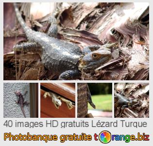 Banque d'images tOrange offre des photos libres de la section:  lézard-turque
