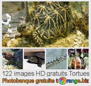 Banque d'images tOrange offre des photos libres de la section:  tortues