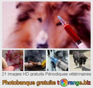 Banque d'images tOrange offre des photos libres de la section:  périodiques-vétérinaires