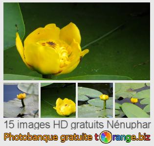 Banque d'images tOrange offre des photos libres de la section:  nénuphar
