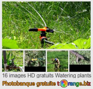 Banque d'images tOrange offre des photos libres de la section:  arrosant-les-plantes